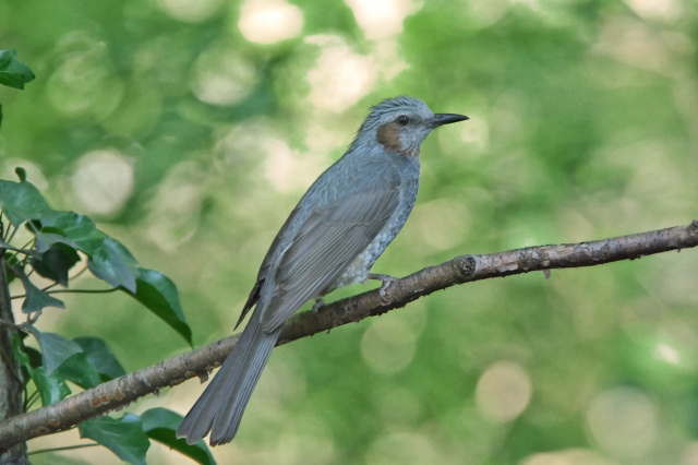 How Do You Say Bird In Japanese