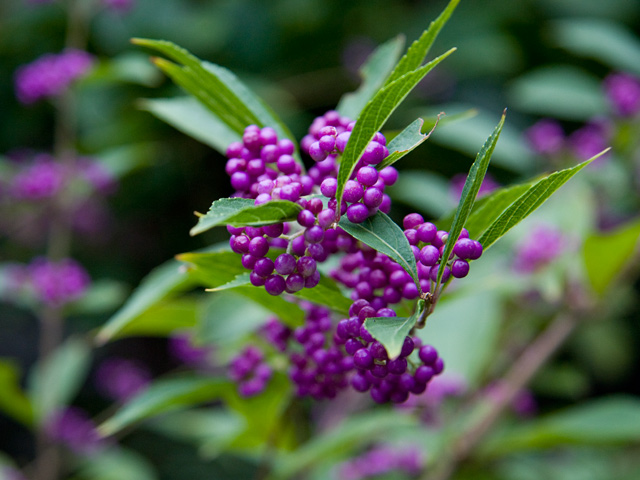 How To Say Purple In Japanese This Is Japan